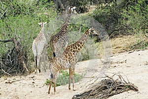 Giraffe walking in the bush in Kruger National park