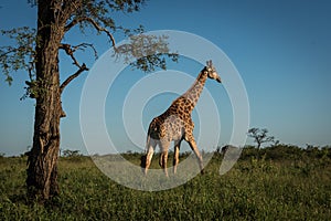 Giraffe walking in the bush