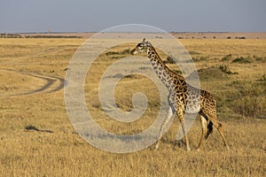 Giraffe walking in a dry Grassland at Masai Mara, Kenya,