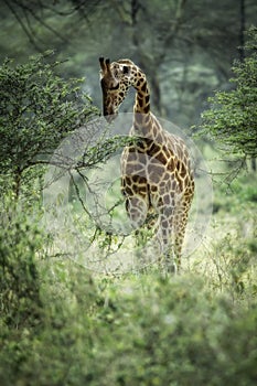 Giraffe walking among the Fever Trees in Kenya