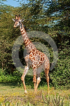 Giraffe Walking in the Forest