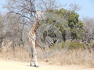 Giraffe walking in the forest