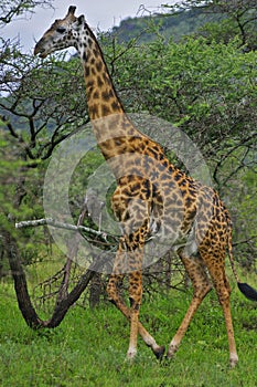 Giraffe walking in front of trees, Tanzania.