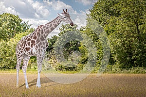 A giraffe walking through a grass field
