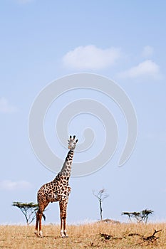 Giraffe walking in grass field of Serengeti Savanna - African Tanzania Safari trip