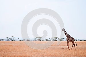 Giraffe walking in grass field of Serengeti Savanna - African Tanzania Safari trip