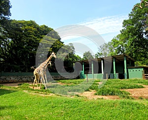 Giraffe walking in a green national park an African artiodactyl