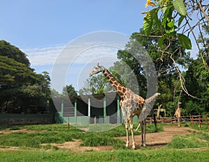 Giraffe walking in a green national park an African artiodactyl mammal