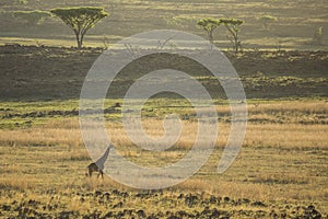 Giraffe walking on horizon