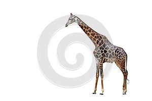 Giraffe walking isolated on white background.