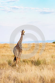 Giraffe Walking in Kenya Africa - Vertical