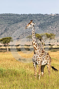 Giraffe walking in the Masai Mara National Park in Kenya