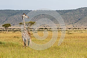 Giraffe walking in the Masai Mara National Park in Kenya