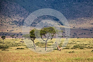 Giraffe walking in the Masai Mara National Park in Kenya