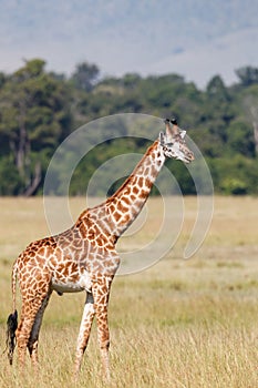 Giraffe walking in the Masai Mara National Park in Kenya