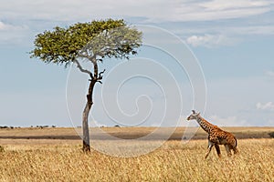 Giraffe walking in the Masai Mara National Park in Kenya