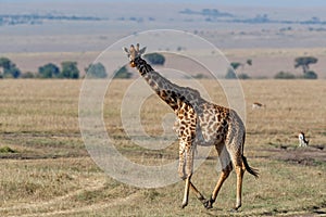 Giraffe walking in the Masai Mara National Park in Kenya