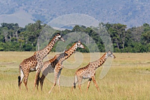 Giraffe walking in the Masai Mara National Park in Kenya