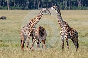 Giraffe walking in the Masai Mara National Park in Kenya