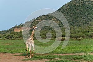 Giraffe walking in Mkuze Falls Game Reserve