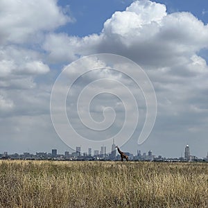 Giraffe walking in Nairobi NP