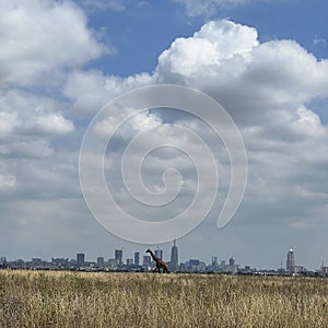 Giraffe walking in Nairobi NP