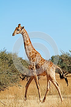Giraffe walking in natural habitat