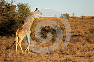 A giraffe walking in natural habitat, Kalahari desert, South Africa photo