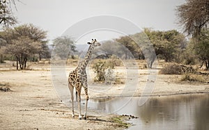Giraffe walking in nature
