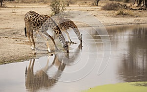 Giraffe walking in nature