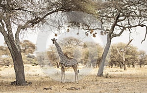 Giraffe walking in nature