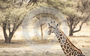 Giraffe walking in nature