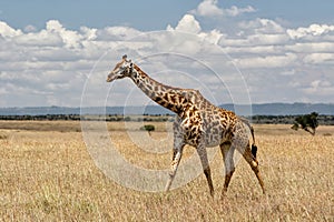 Giraffe walking on the plains of the Masai Mara