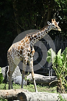 Giraffe walking at savana