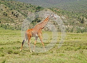 Giraffe walking on the savannah