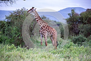 Giraffe is walking in the savannah between the plants