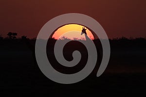 Giraffe walking into the sunset.