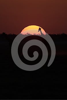 Giraffe walking into the sunset.