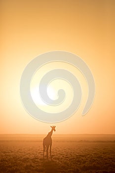 A giraffe walking towards the sun