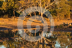 Giraffe walking towards waterhole at sunset. Wildlife Safari in the Mapungubwe National Park, South Africa. Scenic soft warm light