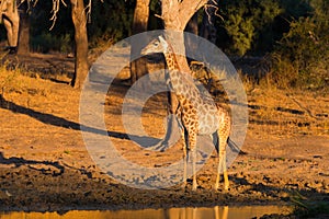 Giraffe walking towards waterhole at sunset. Wildlife Safari in the Mapungubwe National Park, South Africa. Scenic soft warm light