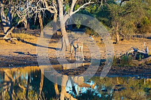 Giraffe walking towards waterhole at sunset. Wildlife Safari in the Mapungubwe National Park, South Africa. Scenic soft warm light