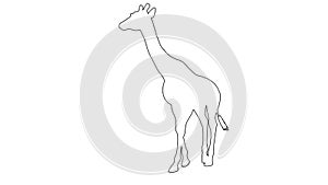 Giraffe walking. On white screen