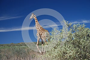 Giraffe walking in the wild, Kgalagadi Transfrontier Park