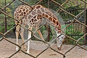 A giraffe is wandering around the zoo which is covered by wire mesh