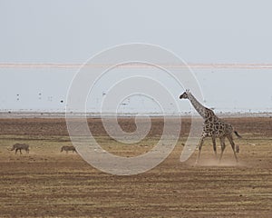 Giraffe and Warthogs