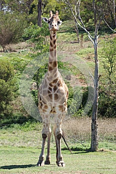 Giraffe Watching Me