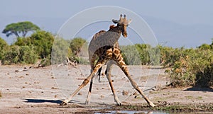 Giraffe at the watering. Kenya. Tanzania. East Africa.
