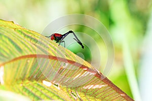 Giraffe Weevil