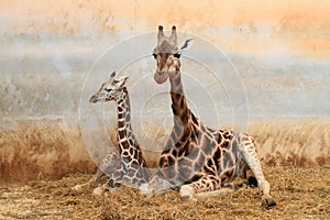 Giraffe with whelp photo